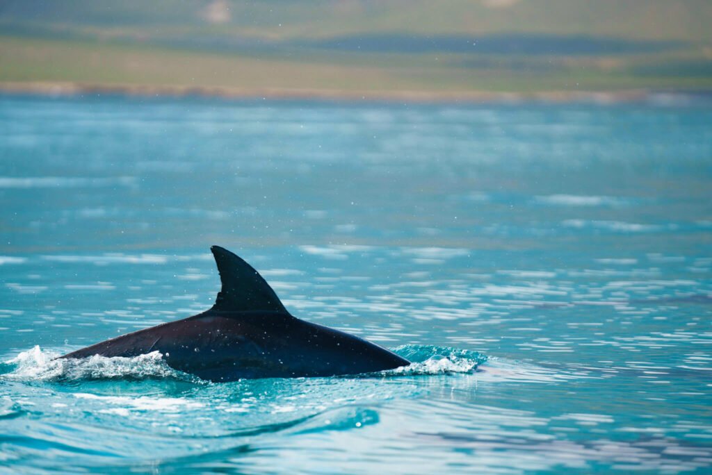 dolphins in Socotra o the Socotra island tour