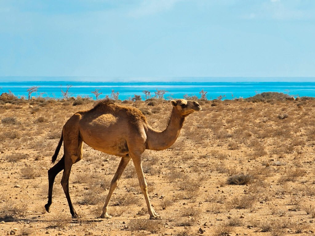 camels in Socotra