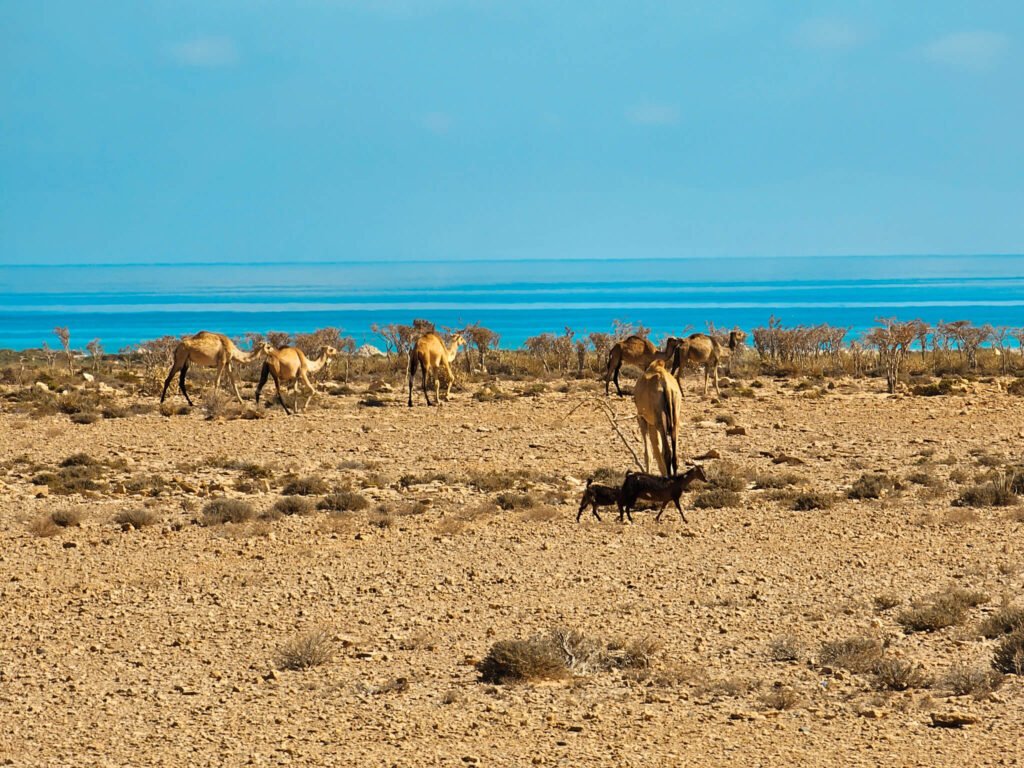 camels in socotra