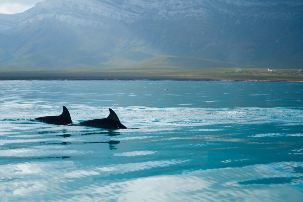 dolphins in Socotra o the Socotra island tour