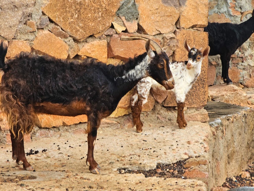 goats in Socotra