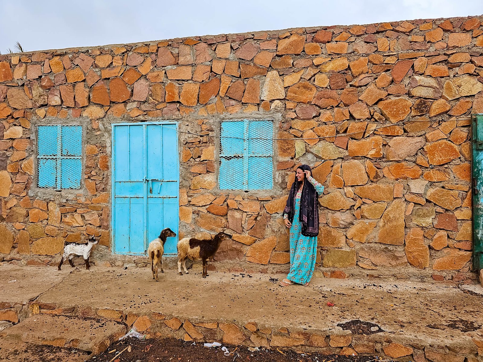 goats in Socotra, Socotra island tour