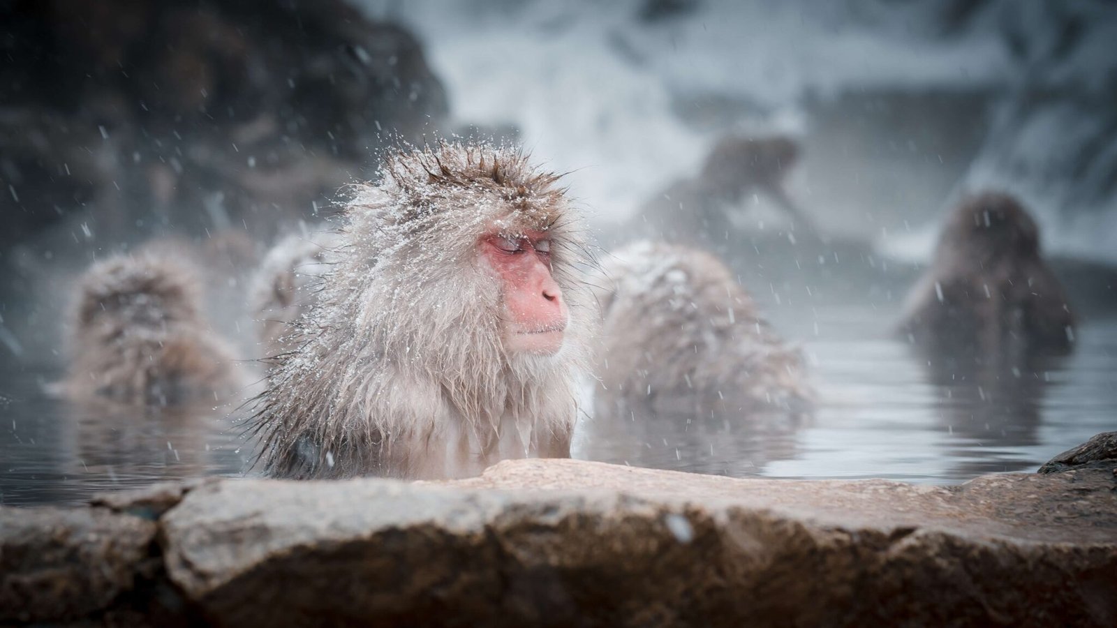 snow monkeys in Japan, winter bucket list destinations
