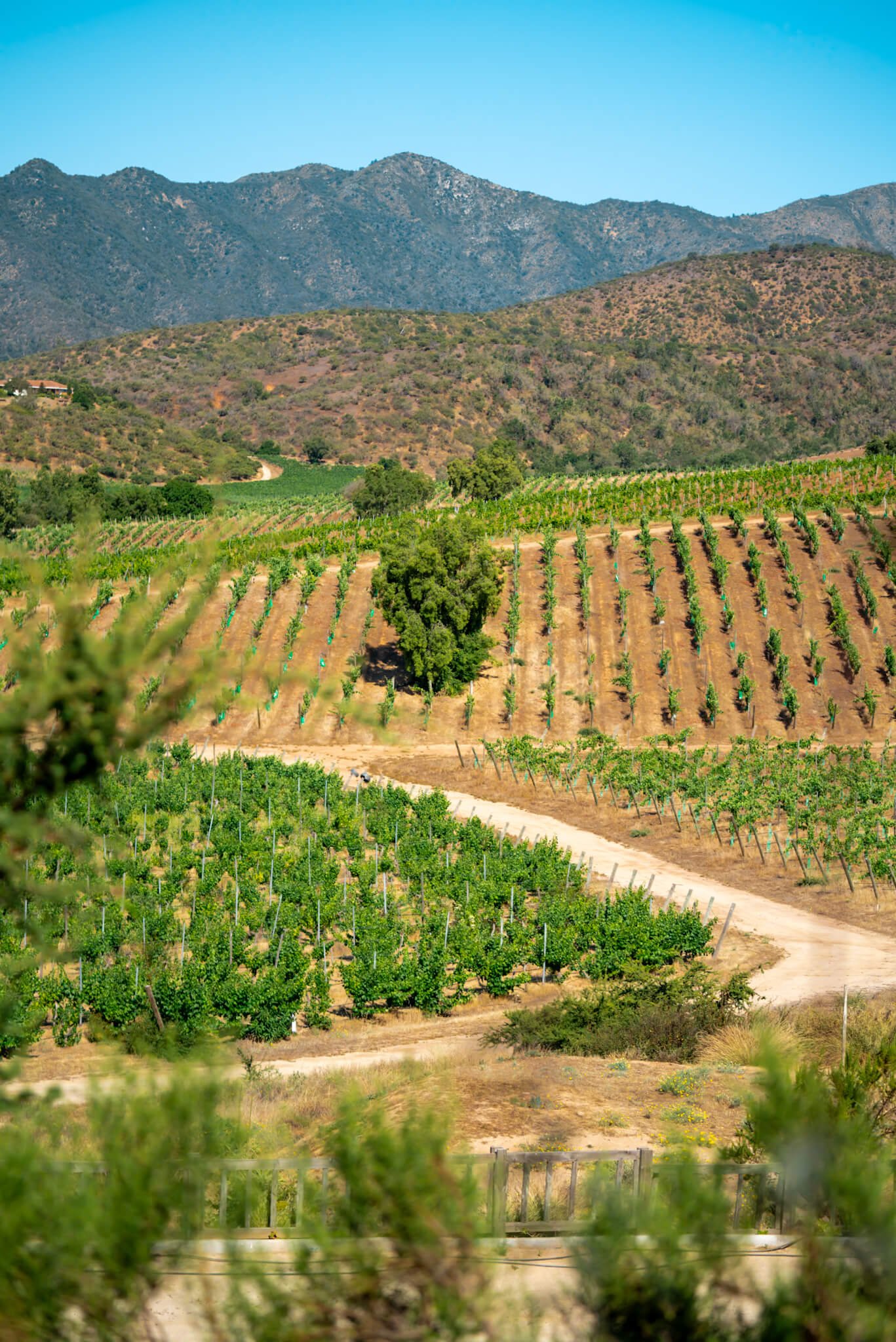 winery in Casablanca, Chile