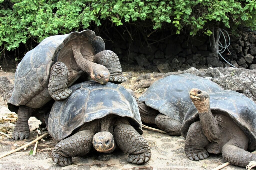 galapagos islands, spring break destinations