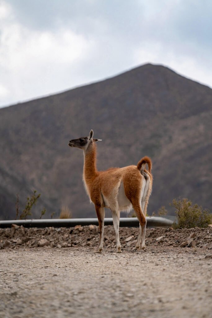 Guanaco, Mendoza in Argentina