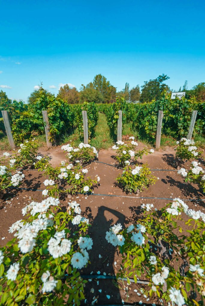 winery at Mendoza in Argentina