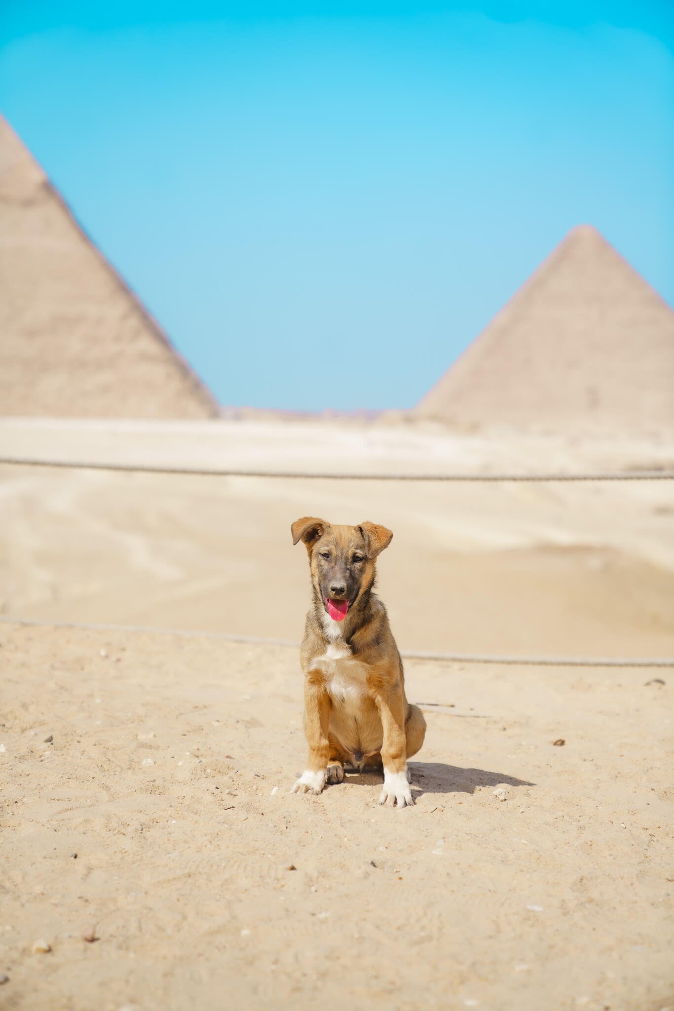 puppy at Nine Pyramids lounge
