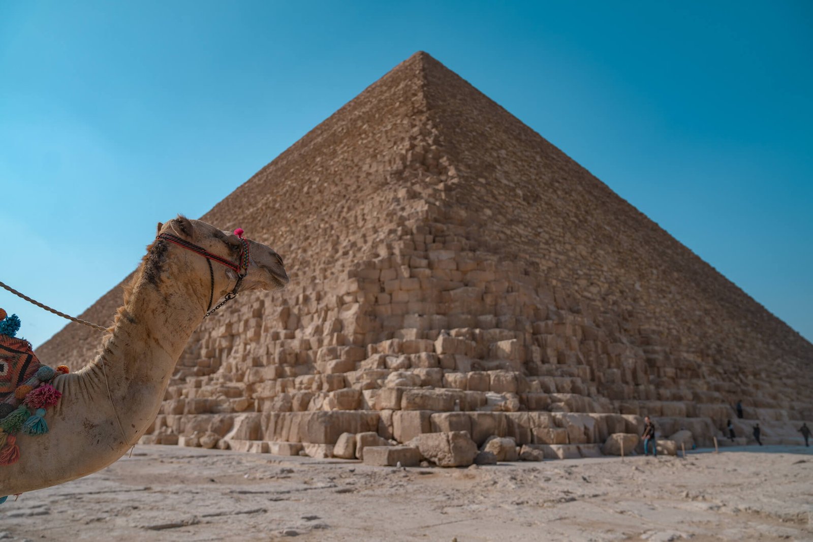 camel photobomb at the pyramids of Giza in Egypt