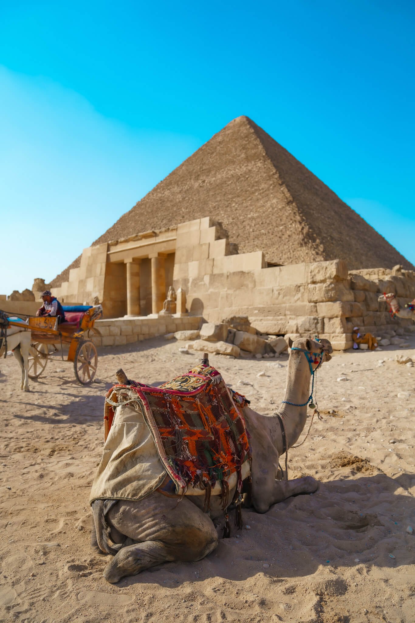 camel at the pyramids of Giza in Egypt