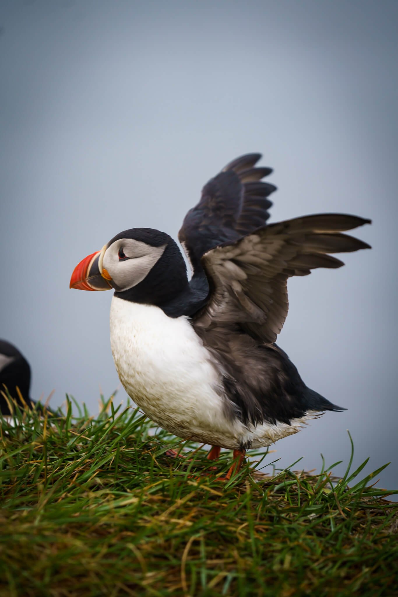 puffins in Iceland