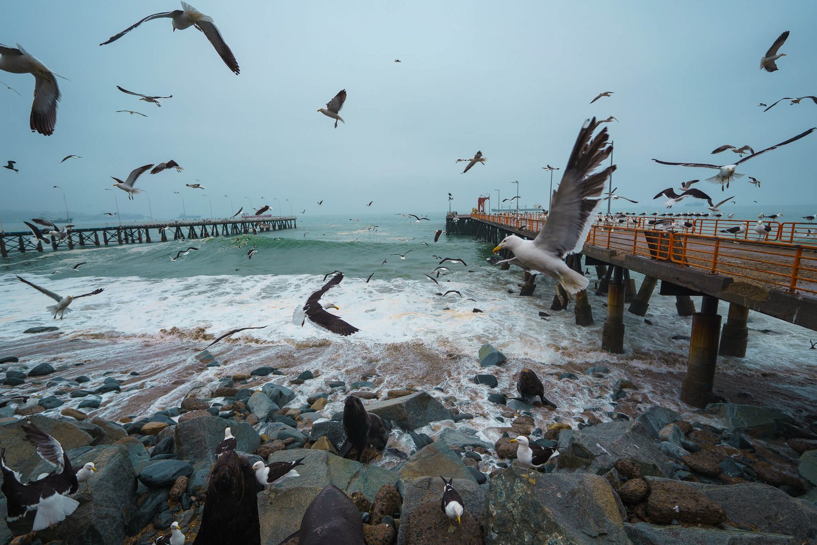 seagulls at the fish market, things to do in Valparaiso