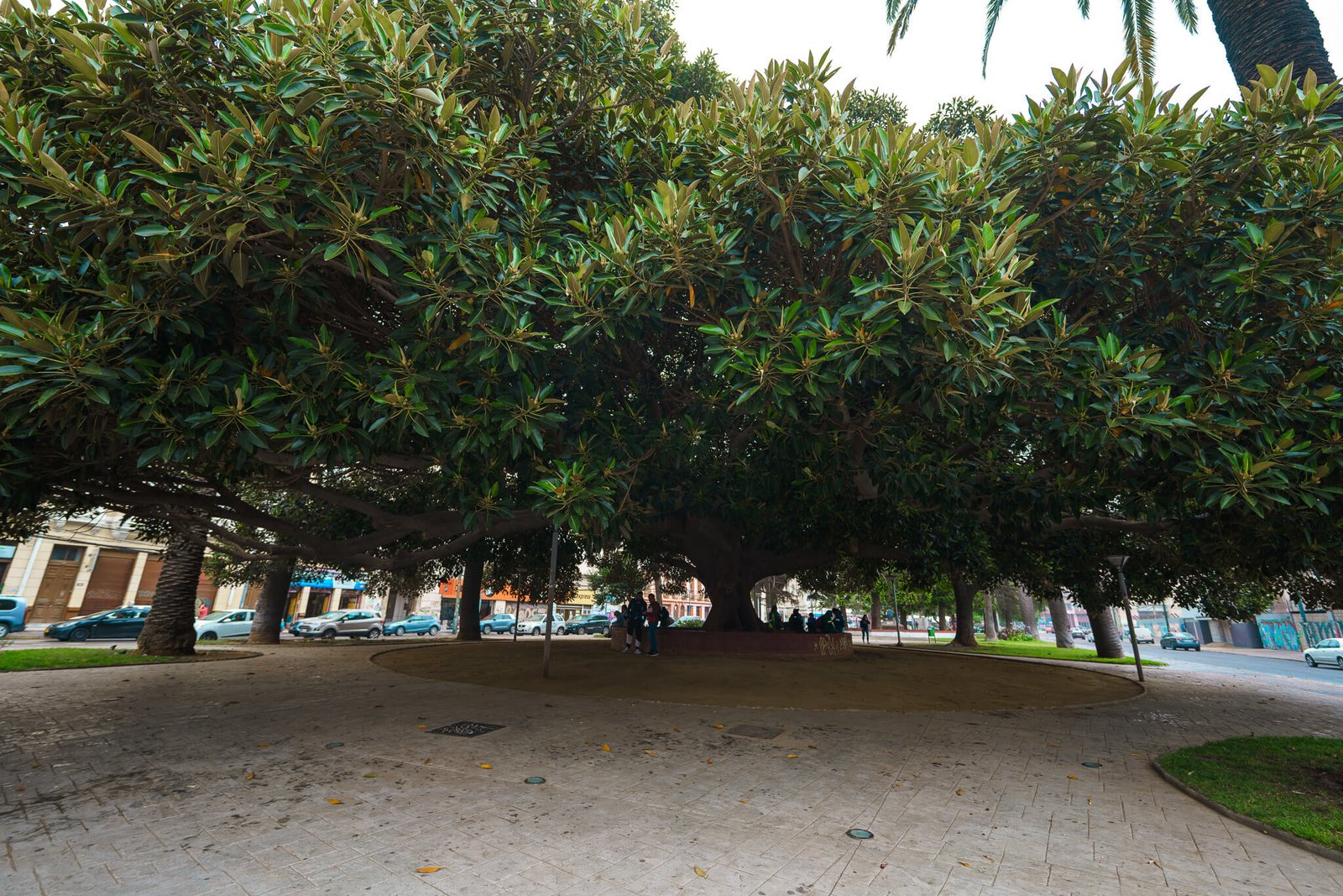 iconic tree in Valparaiso