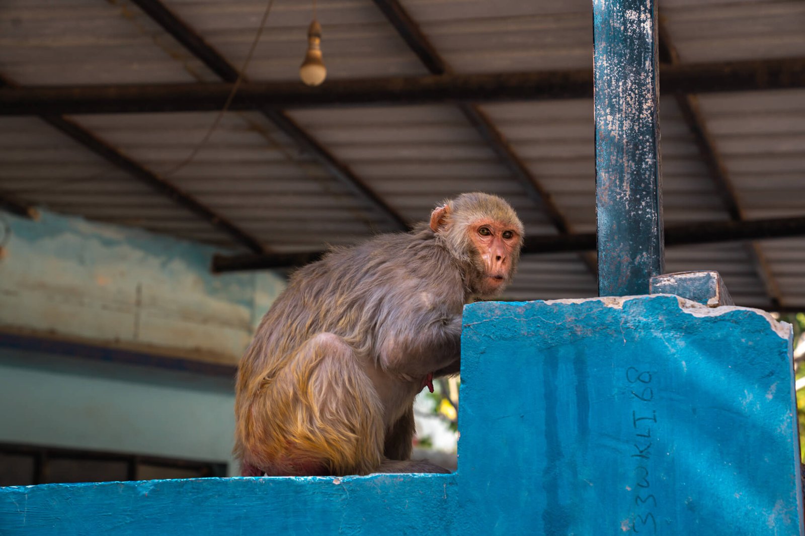 is it safe to travel to India - monkeys in India