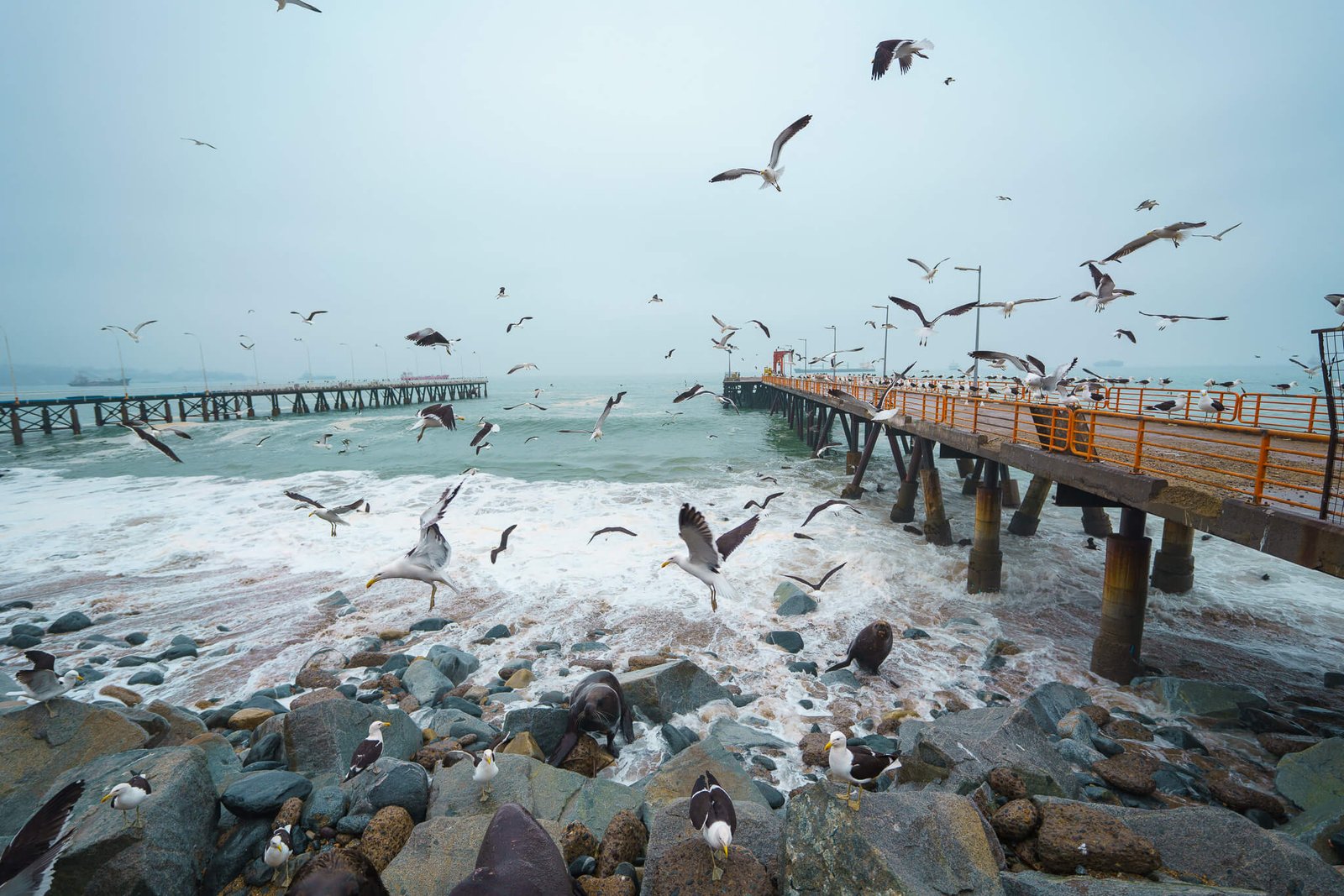 seagulls at the fish market, things to do in Valparaiso