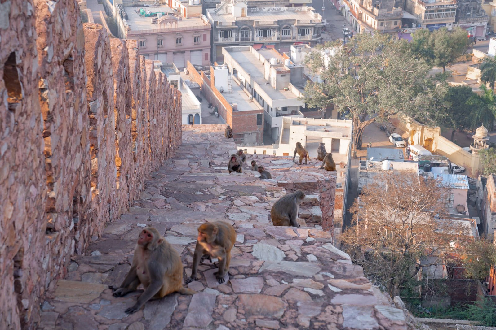 is it safe to travel to India - monkeys in India