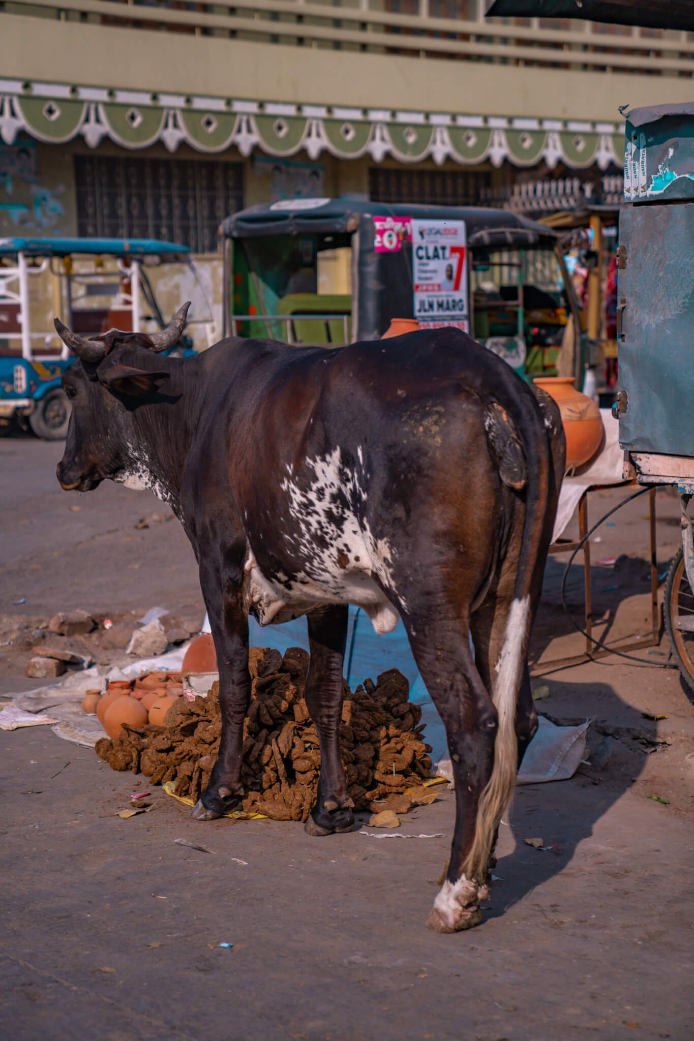 cows, essential travel tips for visiting India