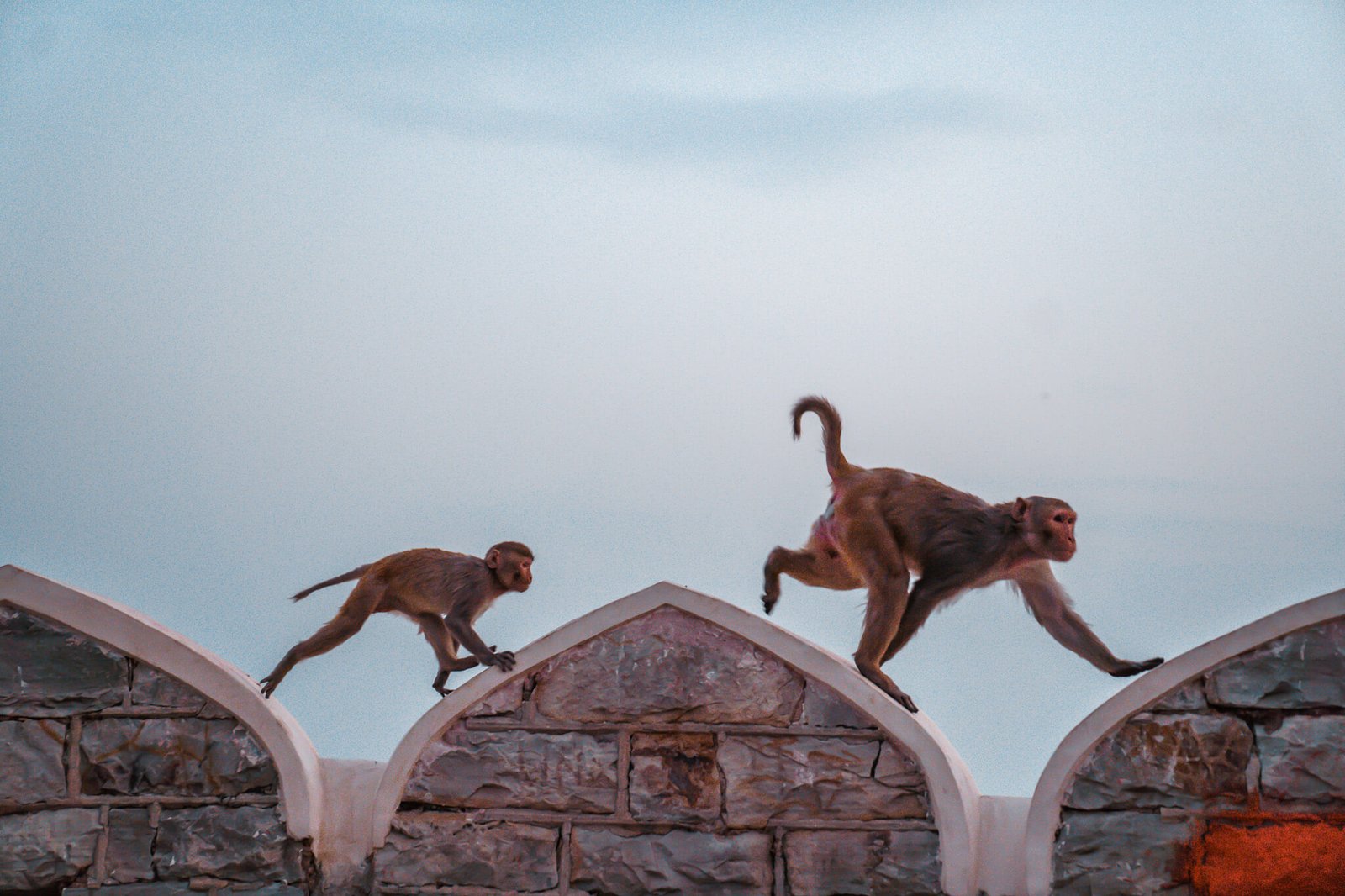 is it safe to travel to India - monkeys in India