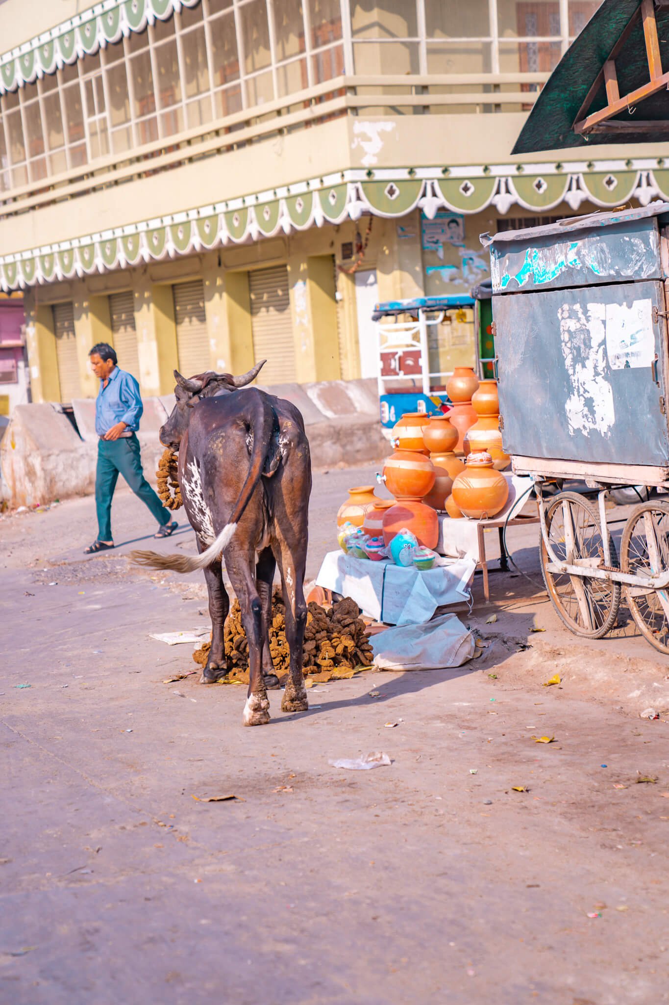 cows roaming the streets - culture shock in India