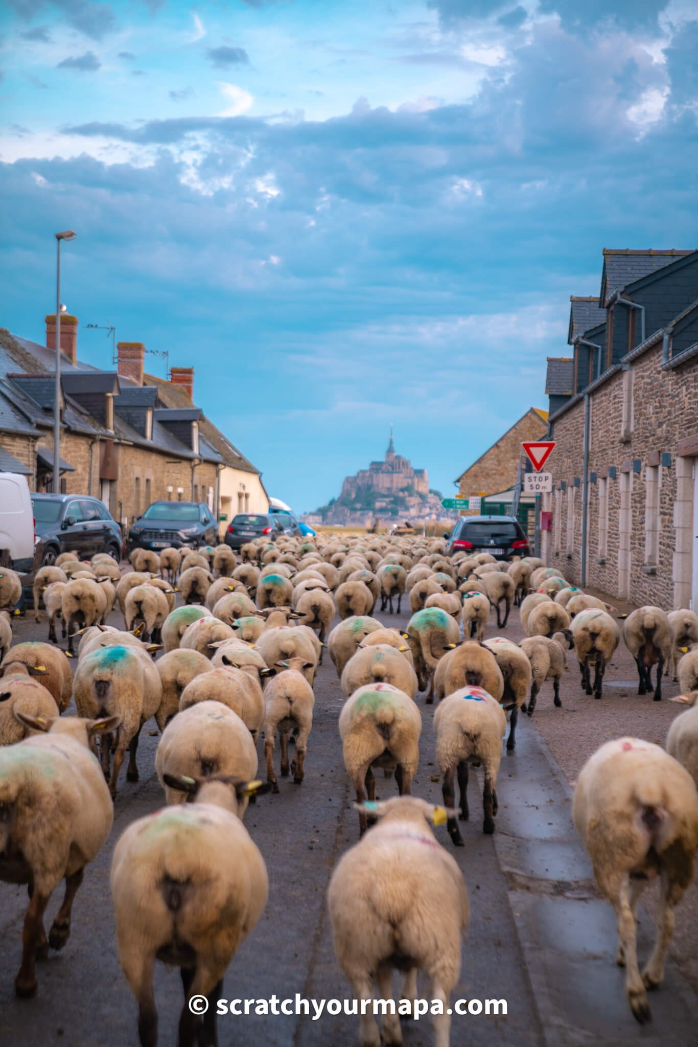 sheep at Mont-Saint-Michel