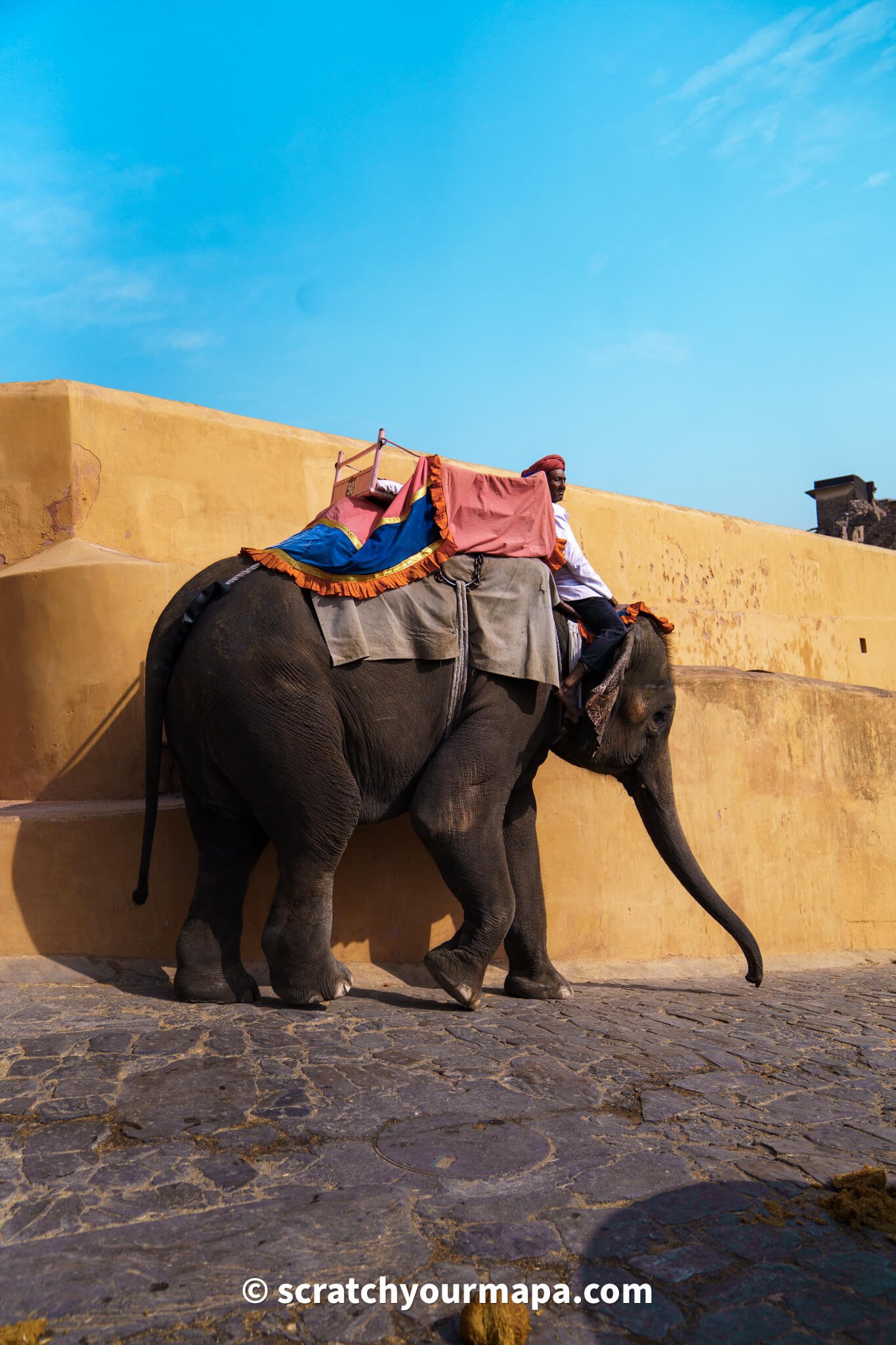 elephants at the Amber Fort in Jaipur, India