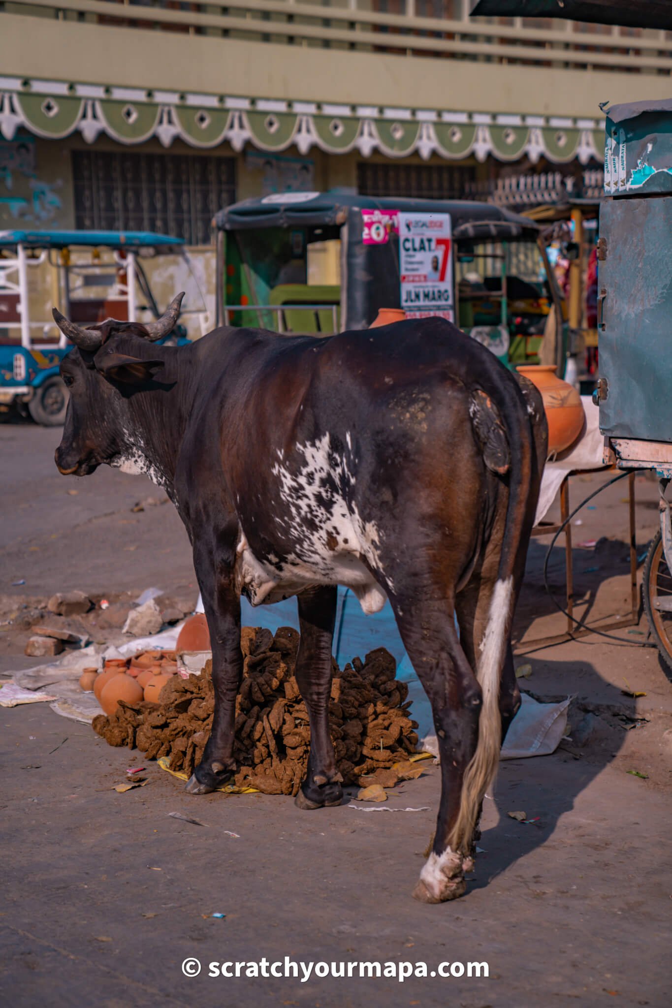 cows in Jaipur