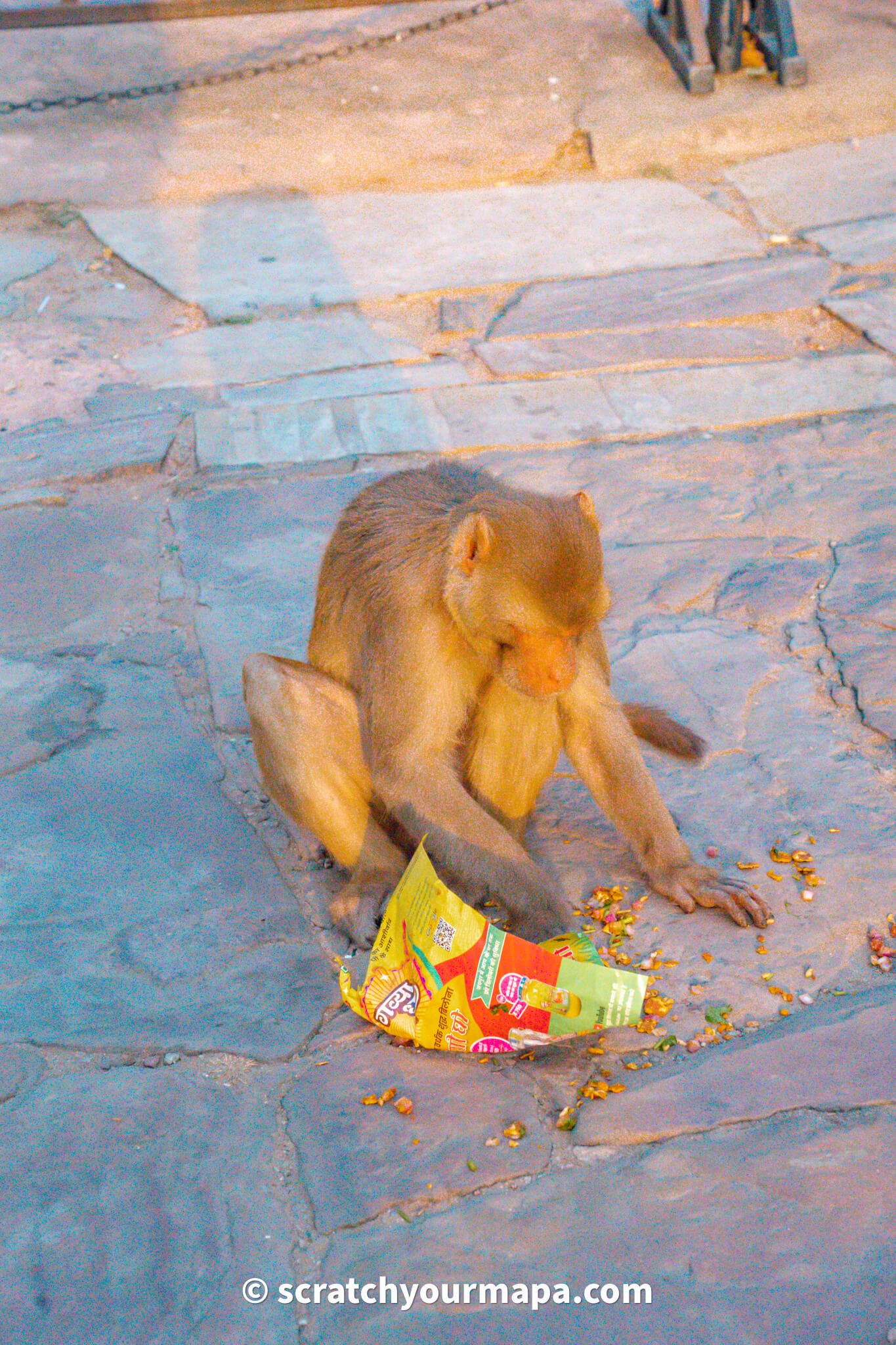 monkeys in India, Essential Things to Know Before Traveling to India