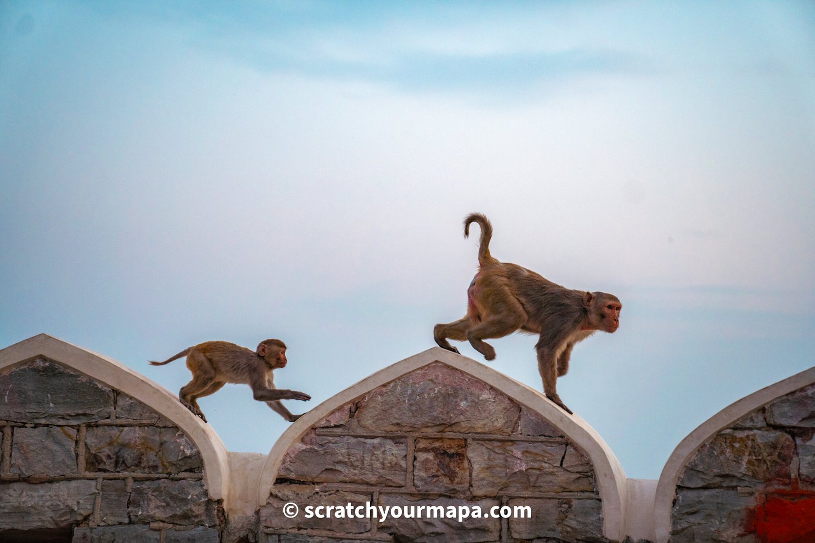 monkeys in the pink city in Jaipur