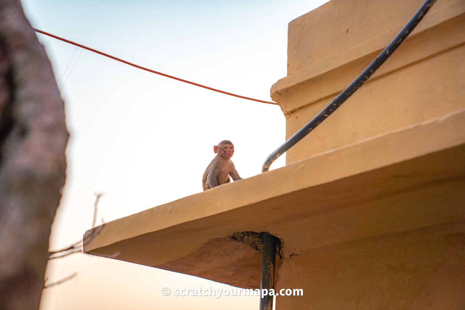 monkeys in Jodhpur - culture shock in India