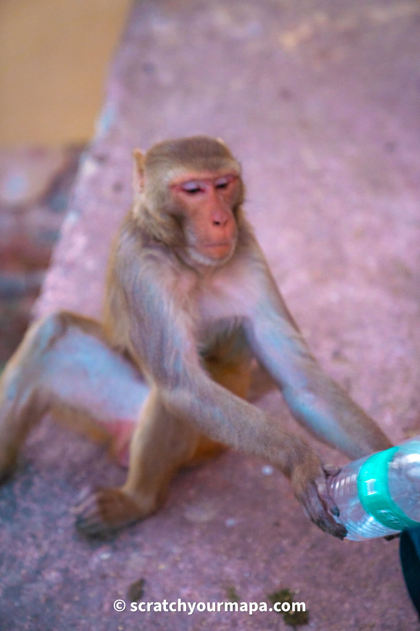 monkeys in the pink city in Jaipur