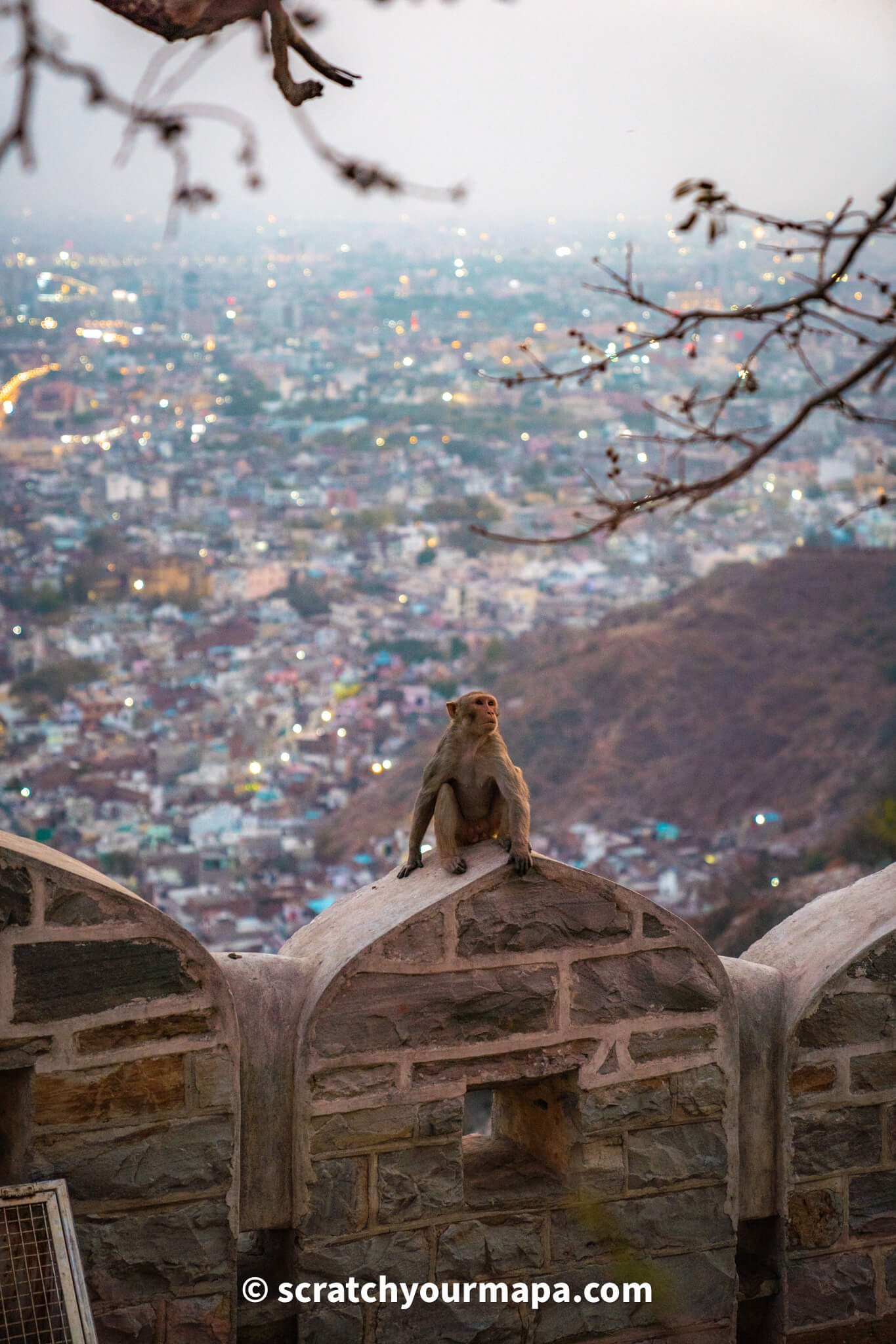 monkeys in the pink city in India