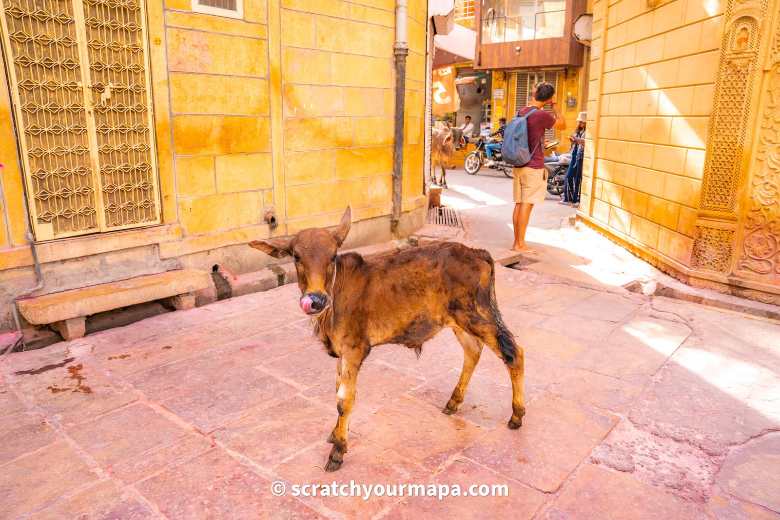 cows roaming the streets - culture shock in India