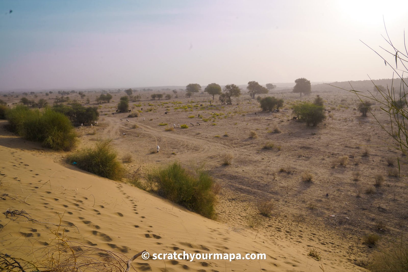 Thar desert safari, things to do in Jaisalmer, the golden city of Inida