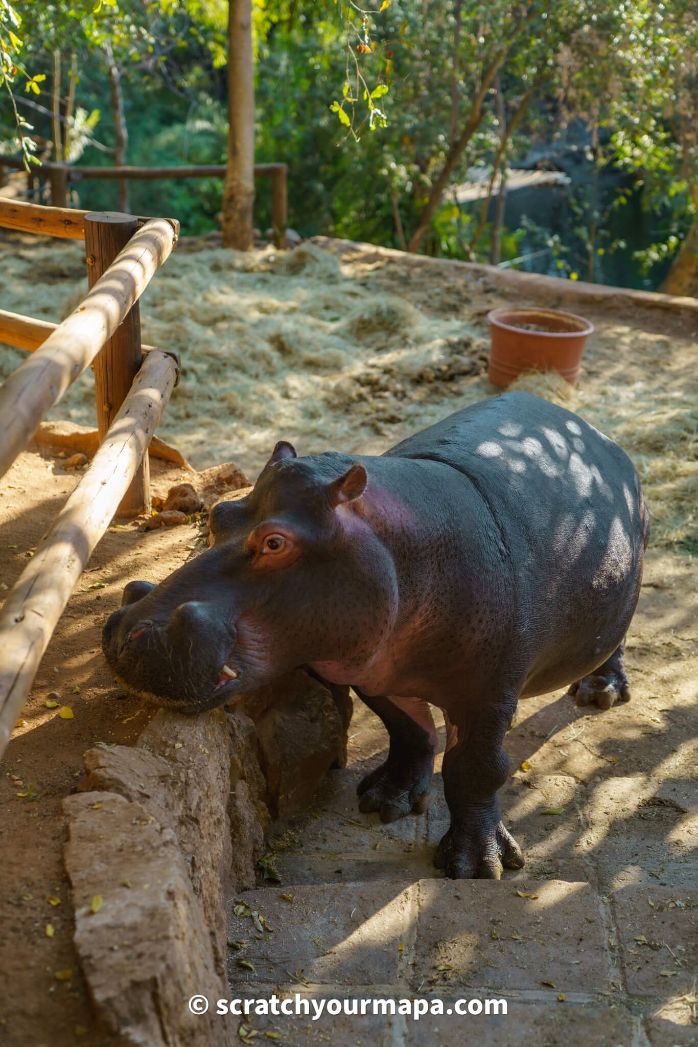 Jessica the hippo animal encounter