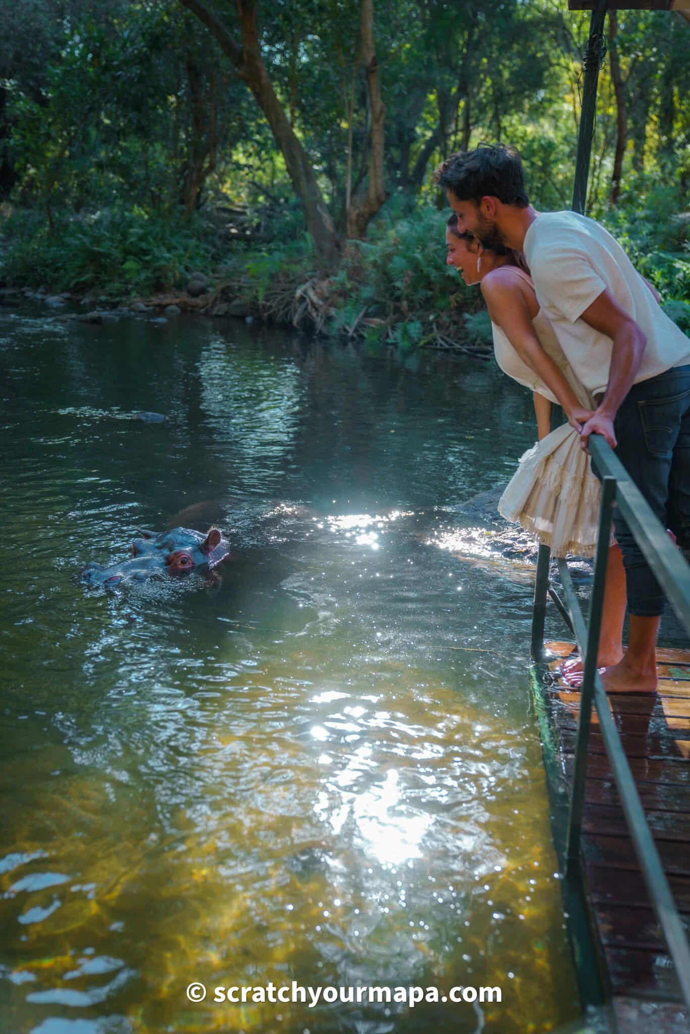 Jessica the Hippo - first time safari tips 