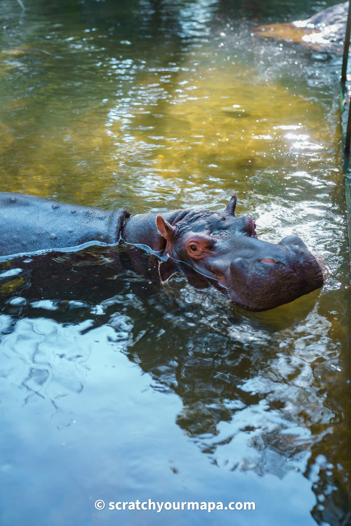 Jessica the hippo animal encounter