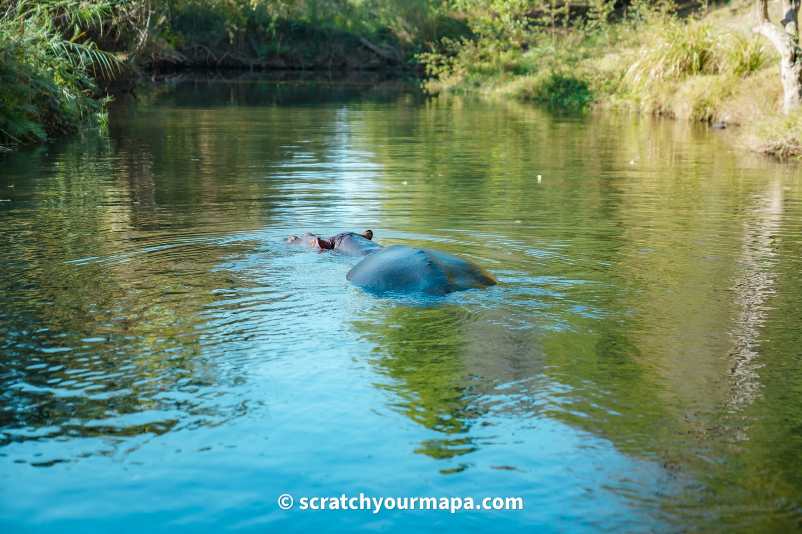 Jessica the hippo animal encounter