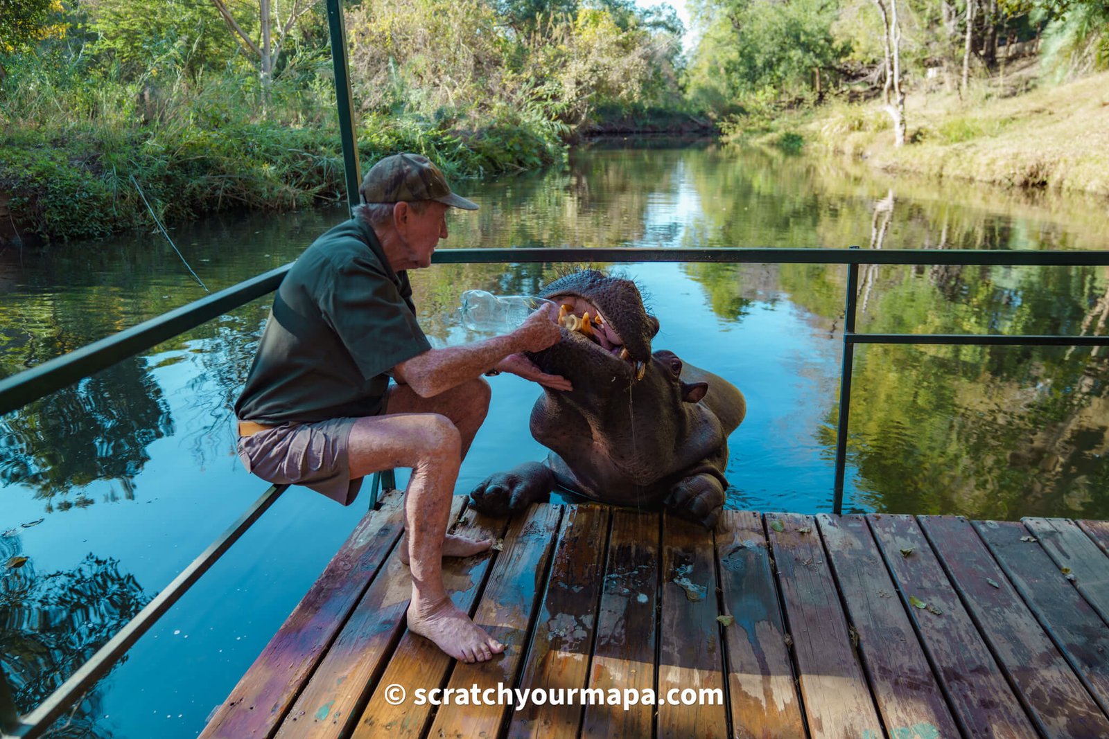 Jessica the hippo animal encounter