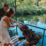 Jessica the Hippo: The Ultimate Bucket List Animal Encounter