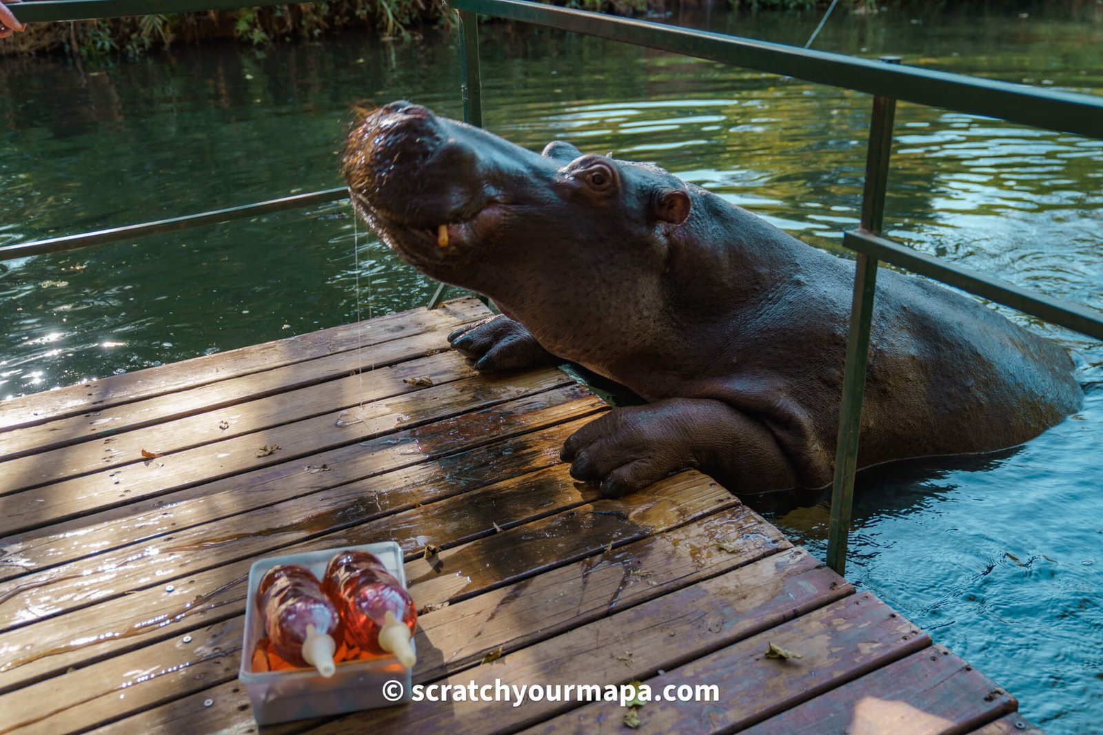 Jessica the hippo animal encounter