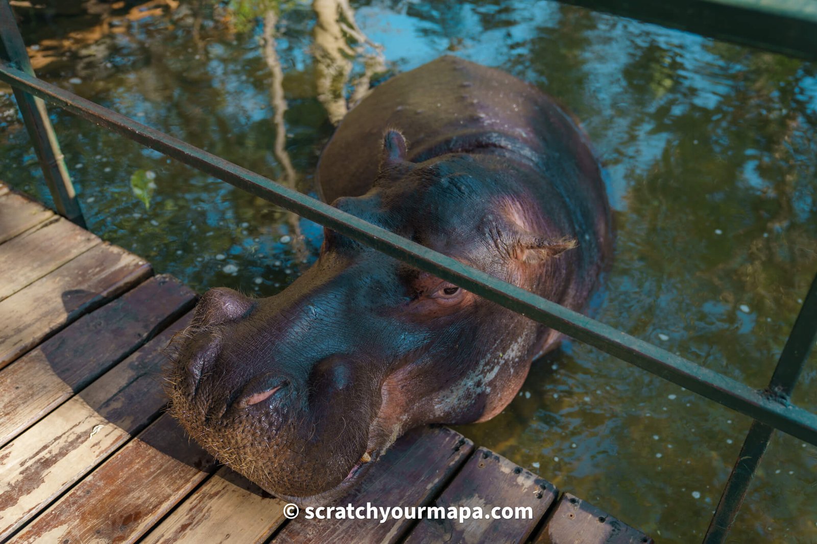 Jessica the hippo animal encounter