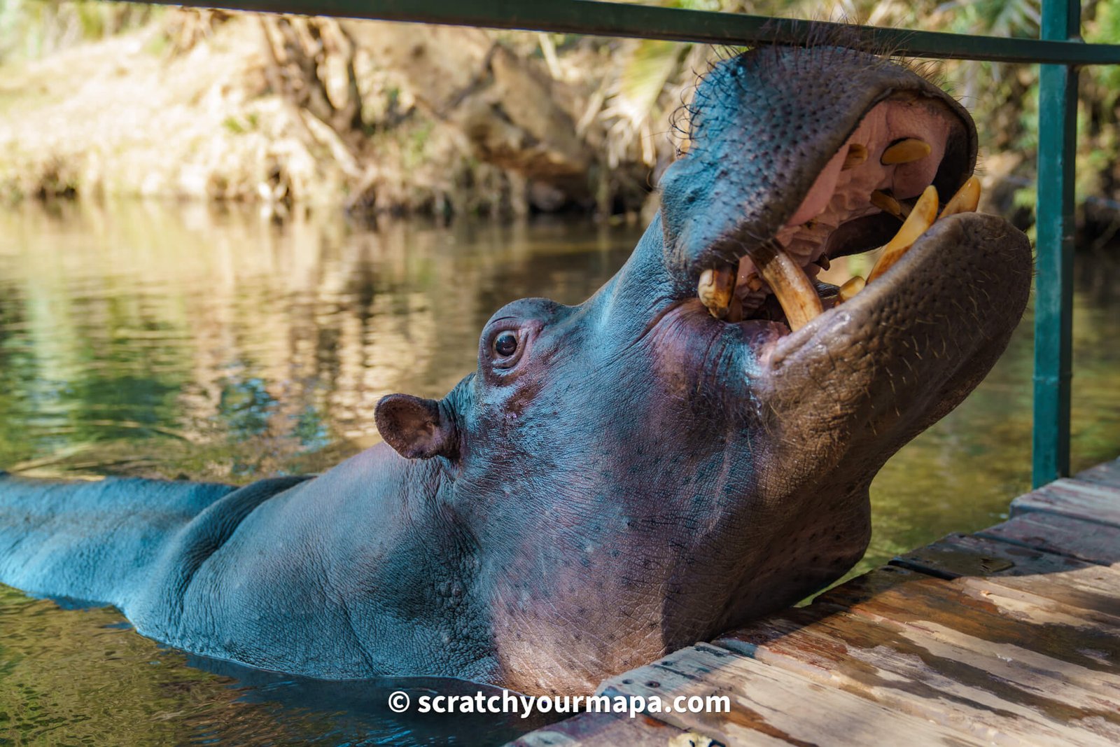 Jessica the hippo - first time safari tips