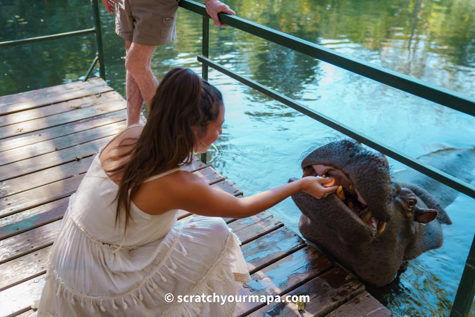 Jessica the hippo animal encounter