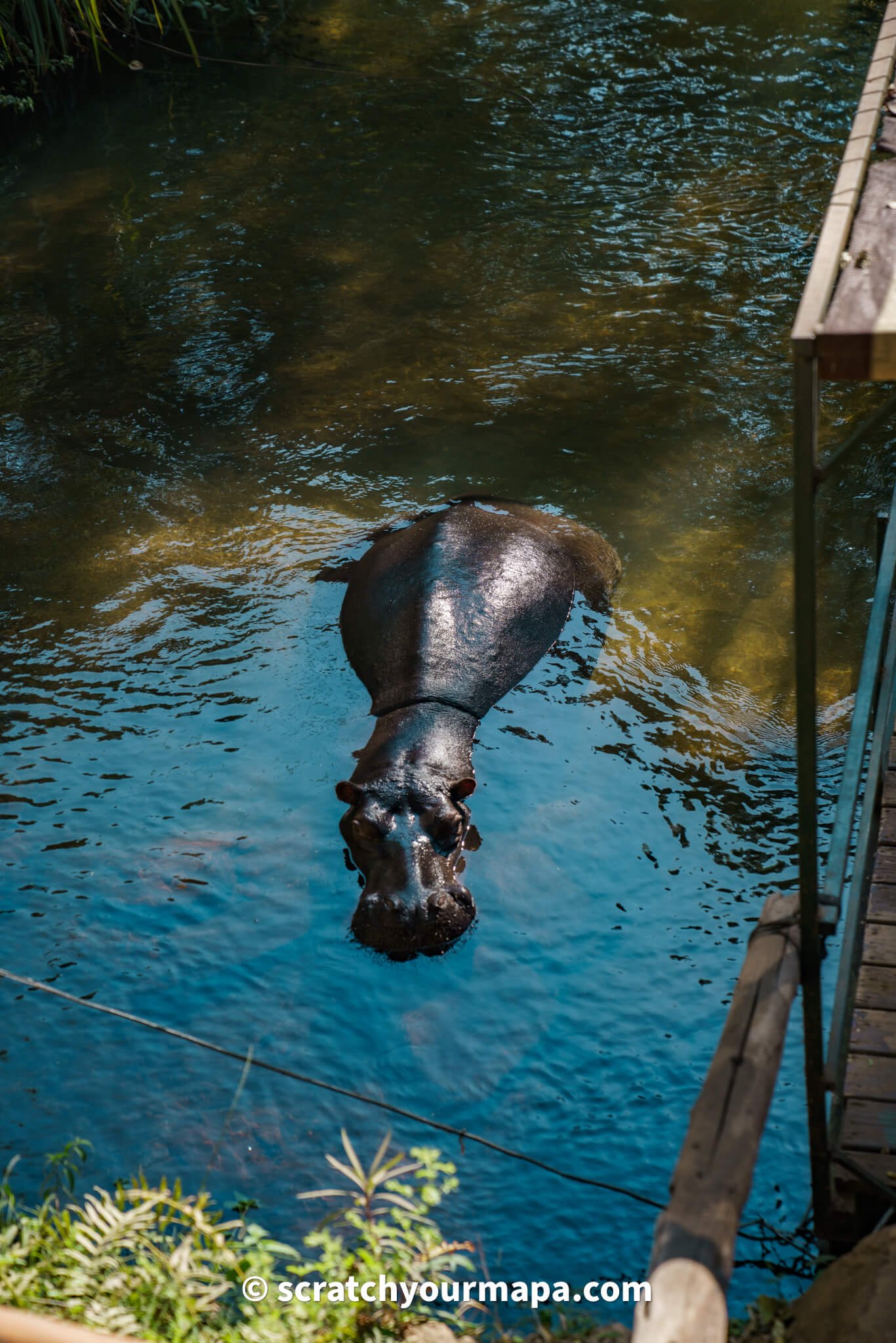 Jessica the hippo - first time safari tips