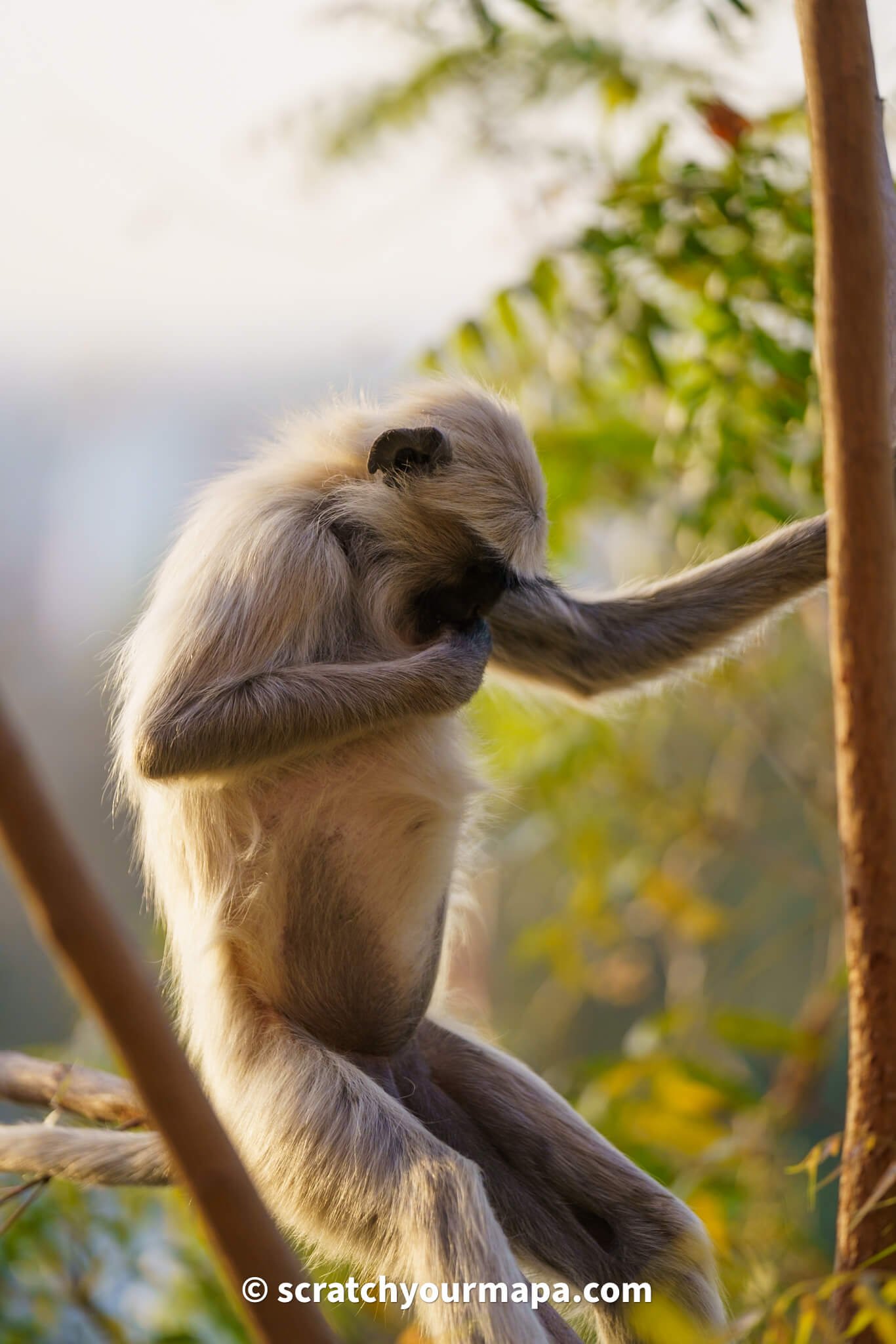 is it safe to travel to India - monkeys in India