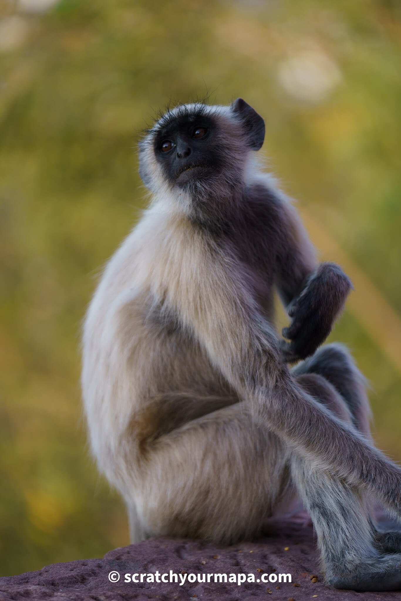 monkeys in Jodhpur - culture shock in India