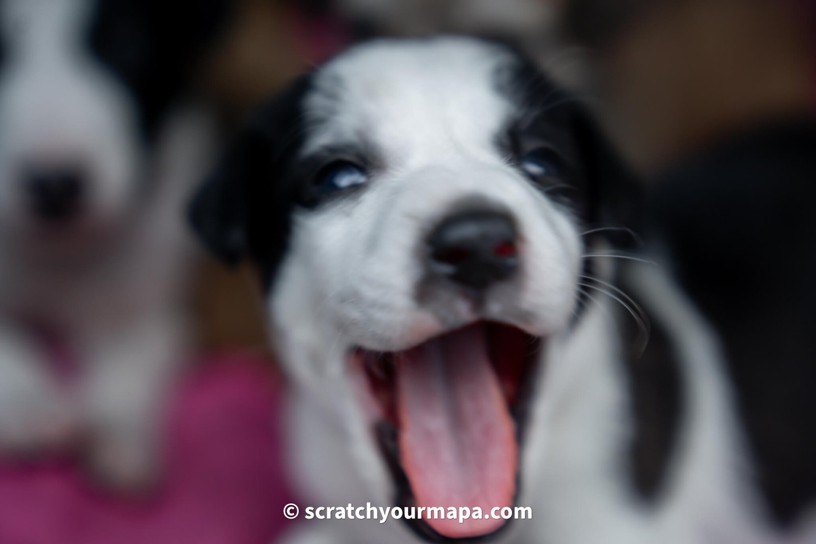 dogs in Jodhpur, the blue city in India