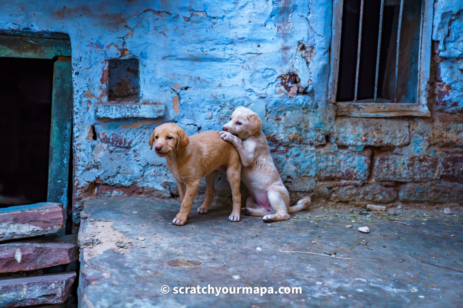 stray dogs in India, Essential Things to Know Before Traveling to India