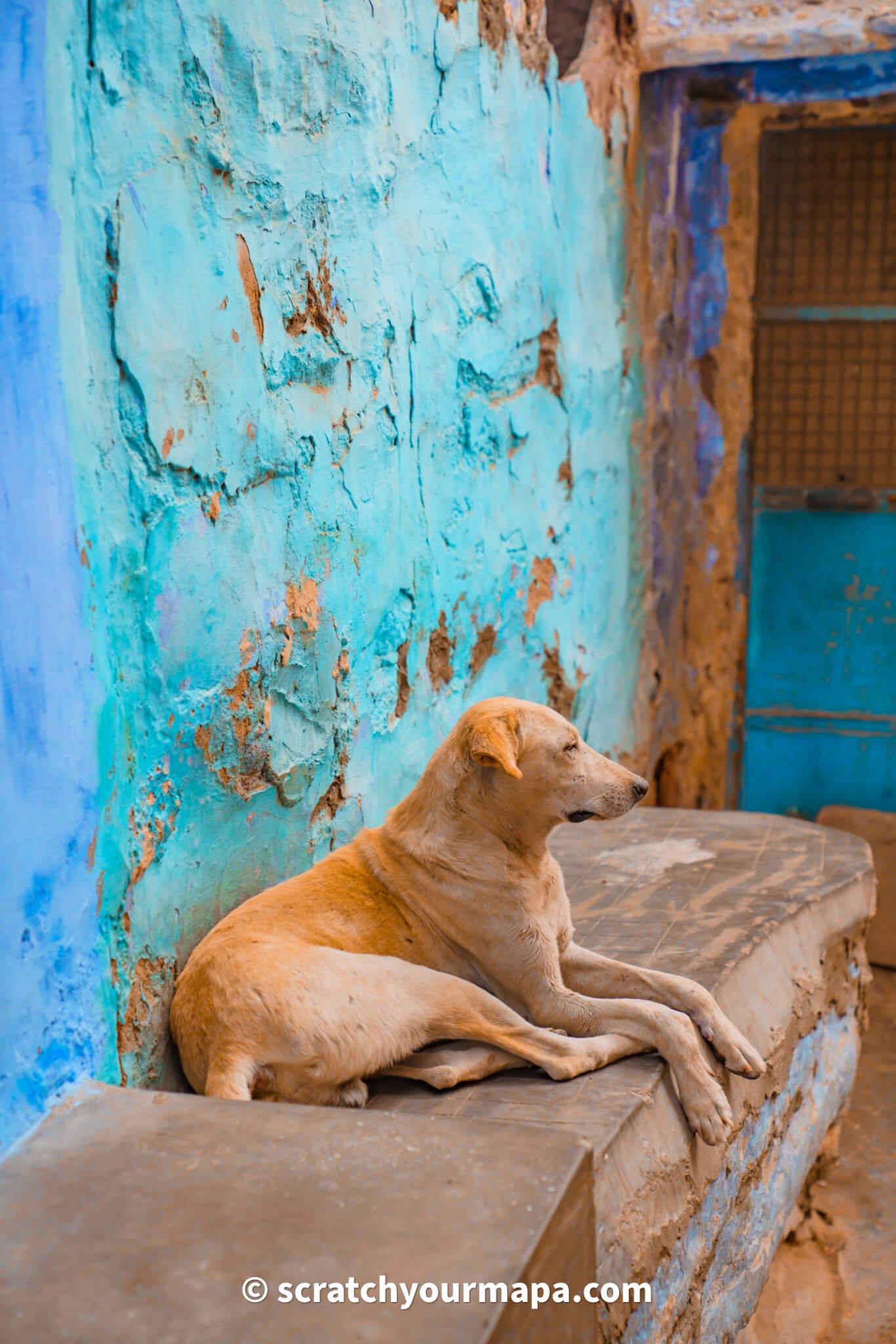 is it safe to travel to India? - stray dogs in India