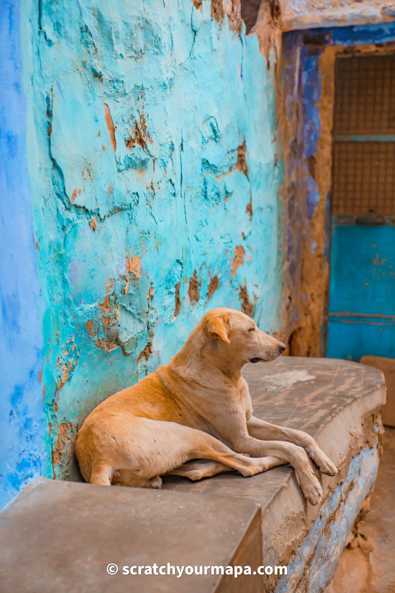 stray dogs in India, Essential Things to Know Before Traveling to India